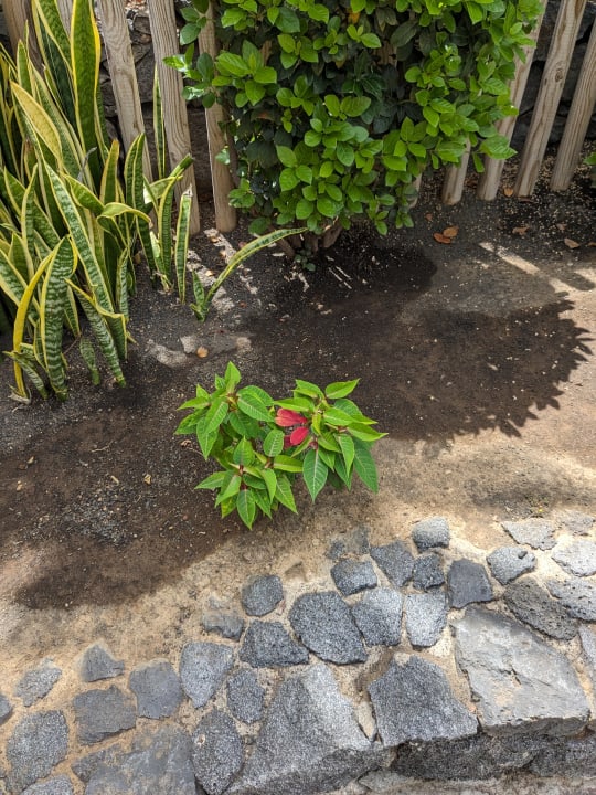 Gartenanlage Tigaiga Suites