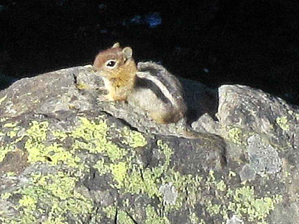 Kein Schwarzbär Mazama Village Motor Inn