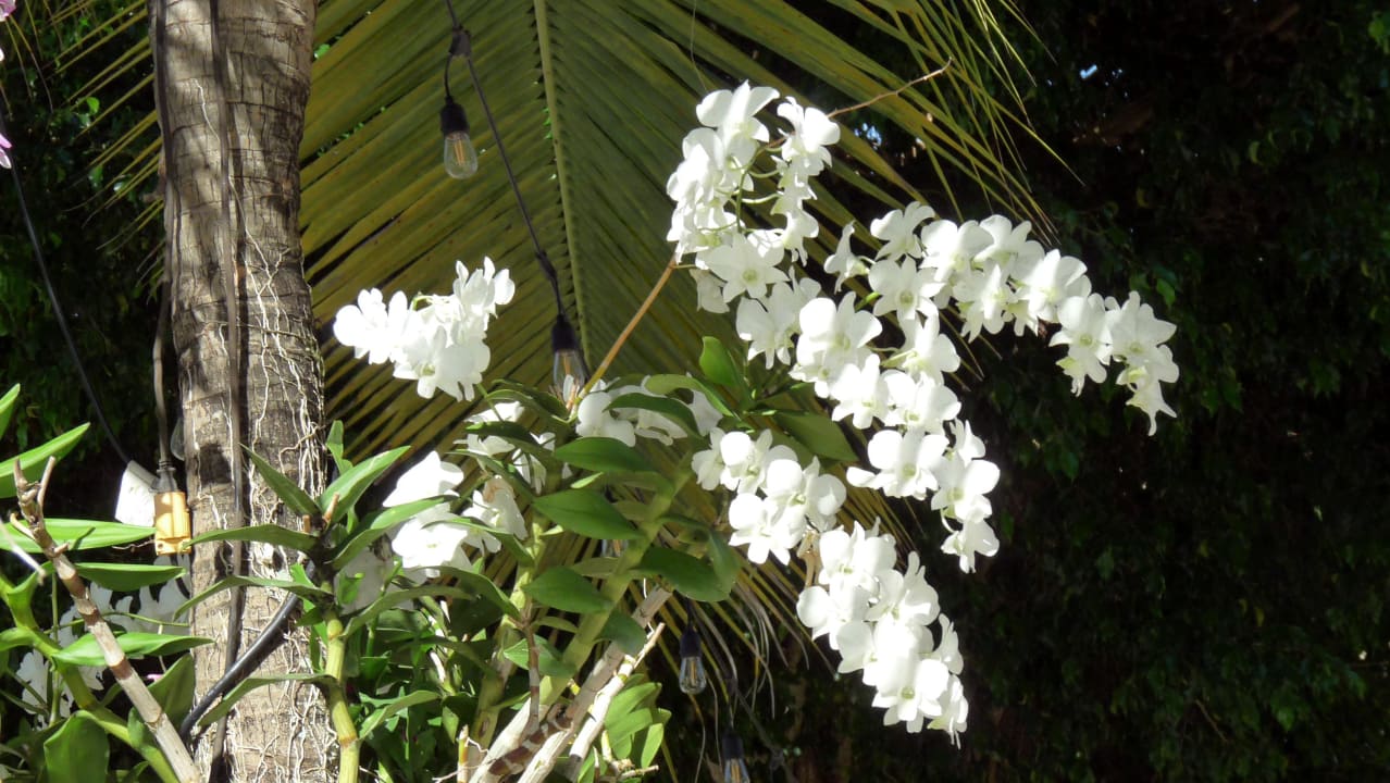 Gartenanlage Hotel Viva Dominicus Beach by Wyndham - All Inclusive Resort