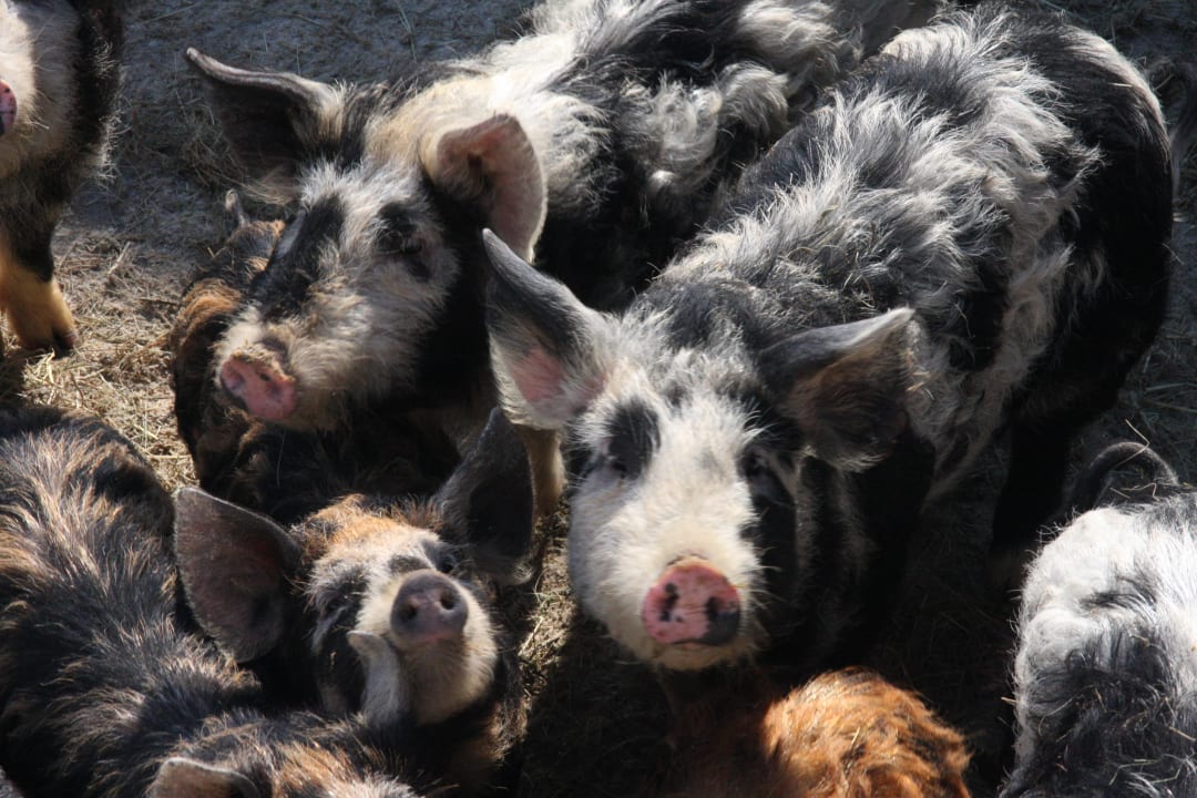 Sonstiges Bauernhof Haus Waldesruh