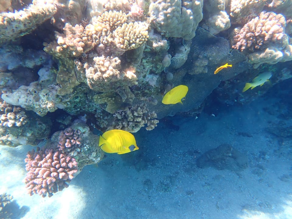 Sport & Freizeit Shams Alam Beach Resort