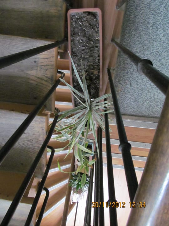 Ein vertrocknetes Etwas im Flur Hipotel Paris Belleville Gare de l'Est
