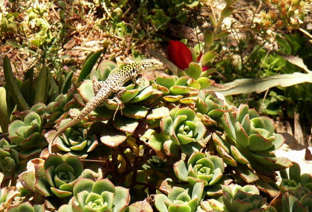 Gecko Le Roccette Mare Beach Hotel & Restaurant
