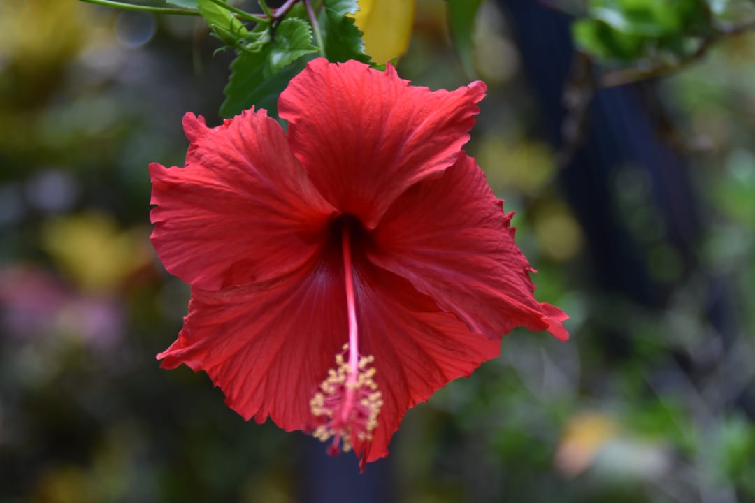 Sonstiges Hotel Pimalai Resort & Spa