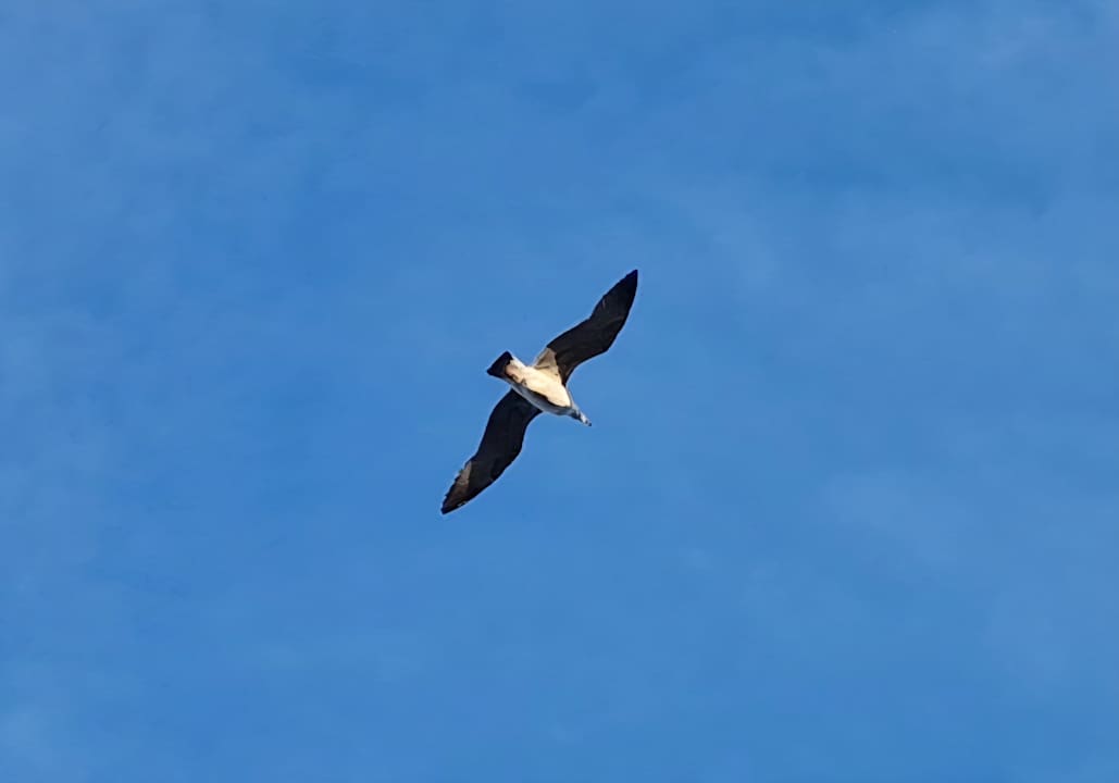 Strand Hipotels Mediterraneo