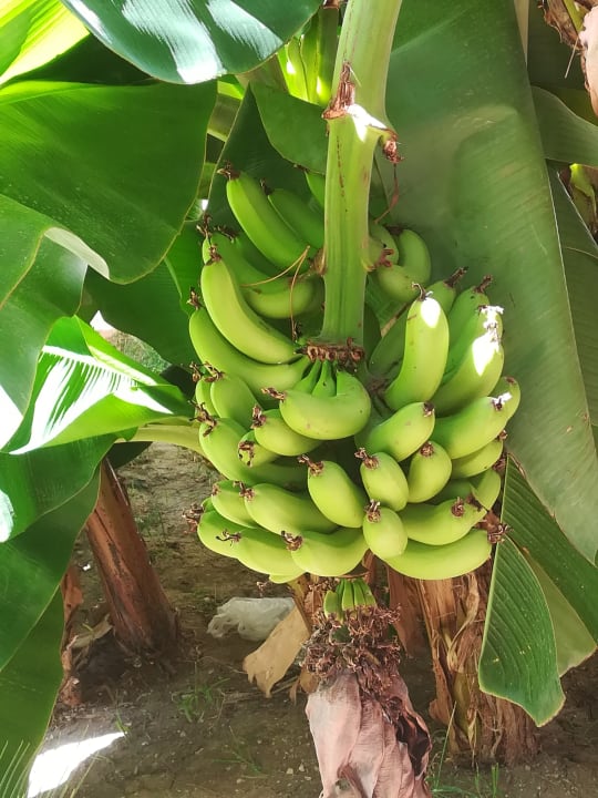 Gartenanlage Hotel Sirma