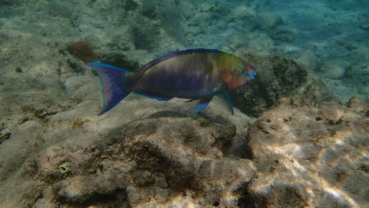 Snurkowanie Three Corners Sea Beach Resort