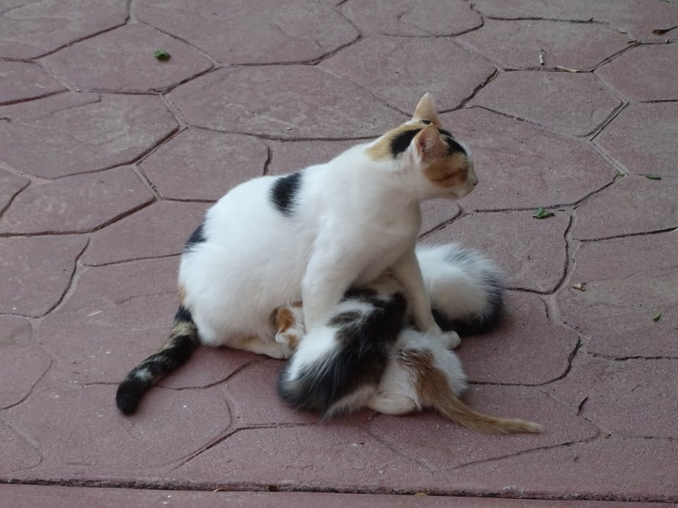 Sonstiges Iberostar Waves Bellevue