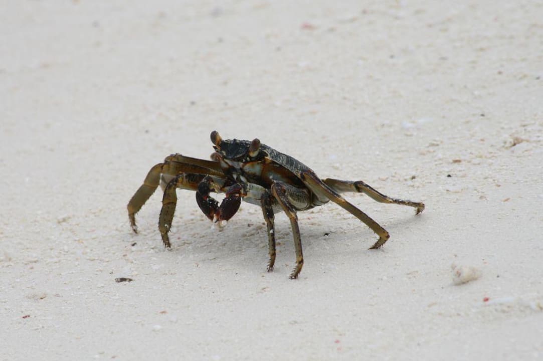 Einer der vielen Krebse Summer Island Maldives