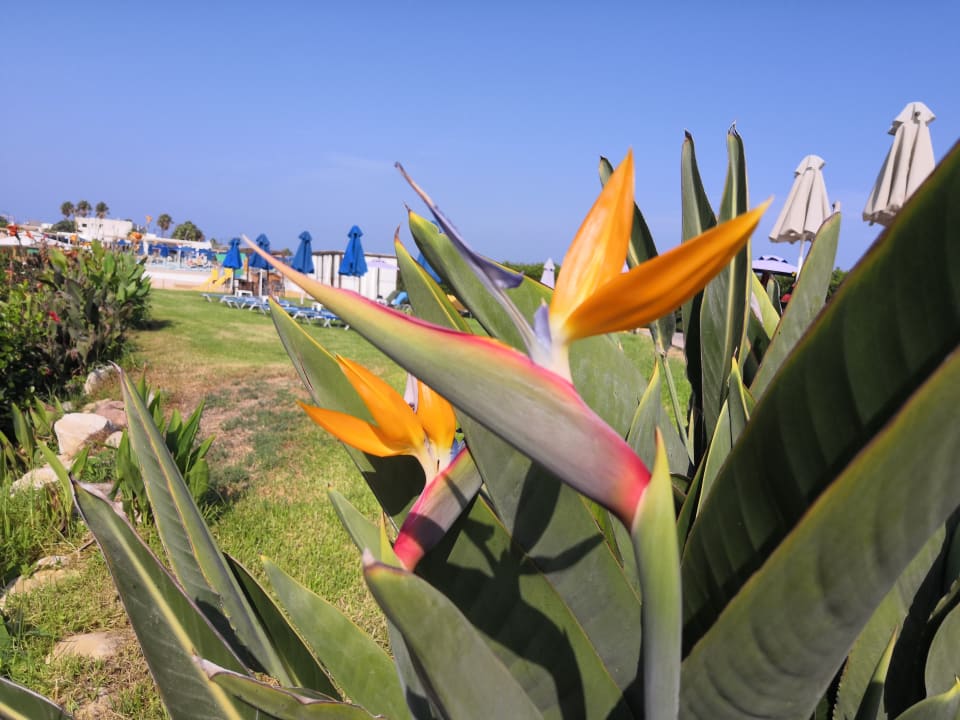 Gartenanlage Mastichari Bay Hotel