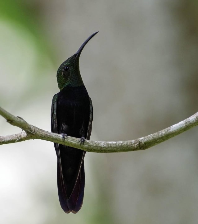 Kolibri hinter dem Il Palco Hotel Viva Dominicus Palace by Wyndham-All Inclusive Resort
