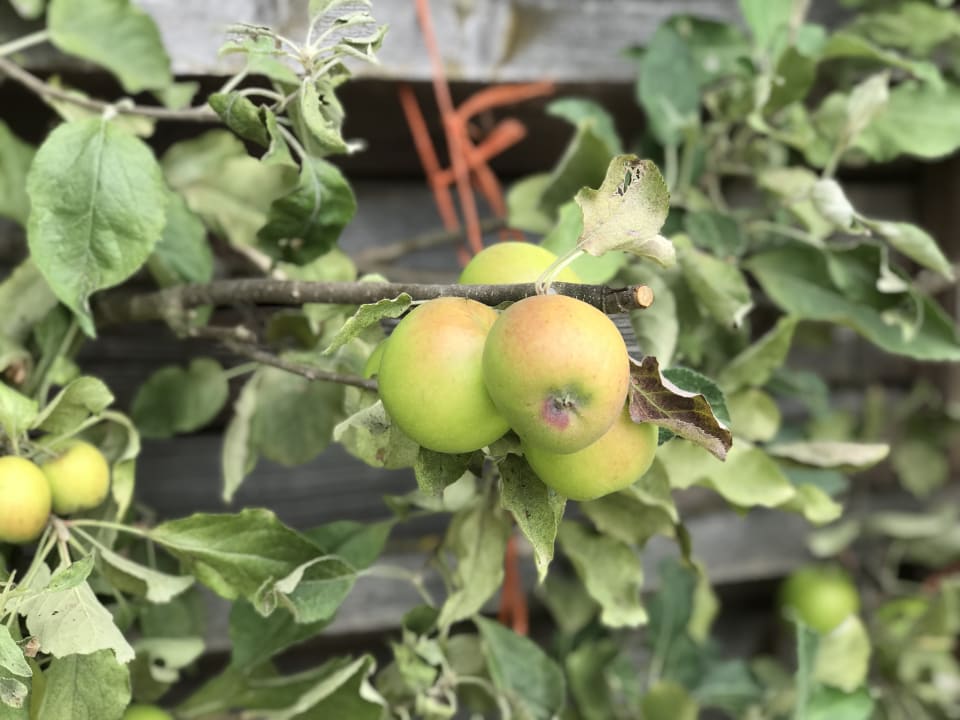 Gartenanlage Familienbauernhof König