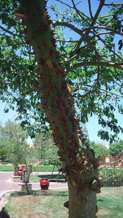 Toller Baum Pickalbatros Jungle Aqua Park Resort - Neverland Hurghada