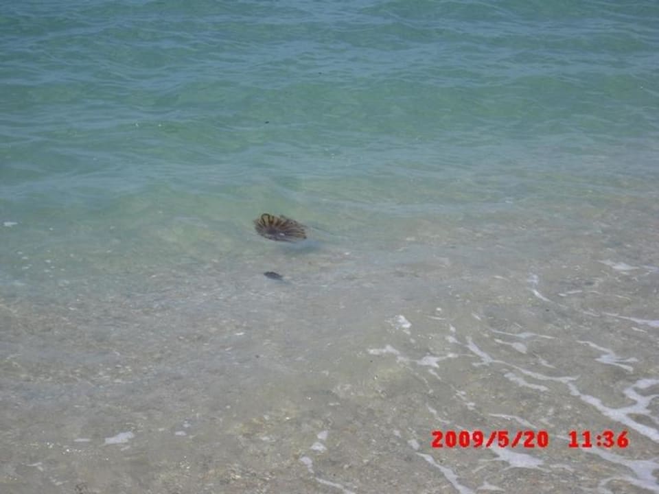 Vorsicht Quallen Alexandra Beach Thassos Spa Resort