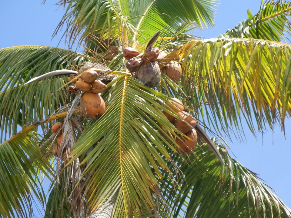 Kokosnüsse Kuredu Island Resort & Spa