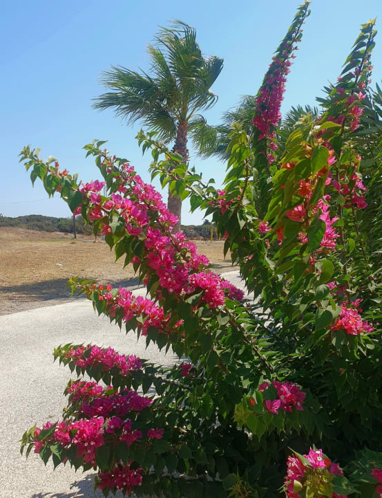 Gartenanlage Atlantica Plimmiri