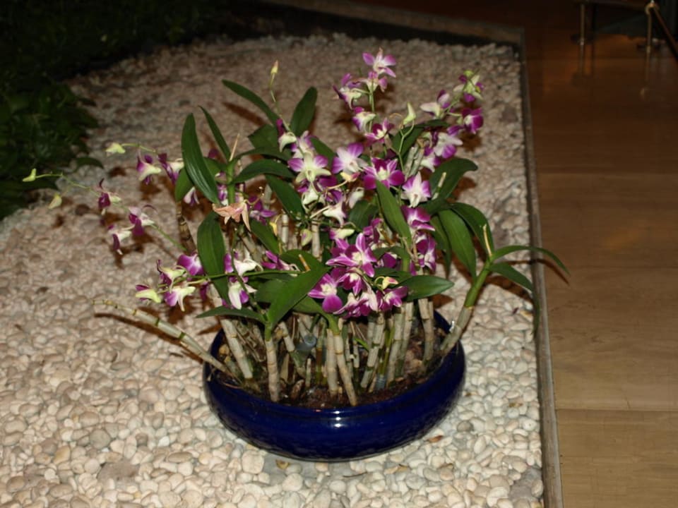 Orchideen in der Eingangshalle Centara Grand at Central Plaza Ladprao Bangkok