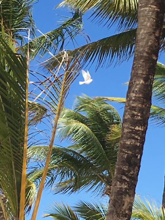 Strand Hotel Riu Palace Punta Cana