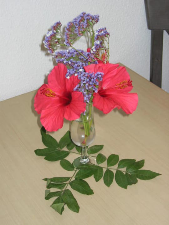 Blumige Aufmerksamkeit SBH Hotel Taro Beach