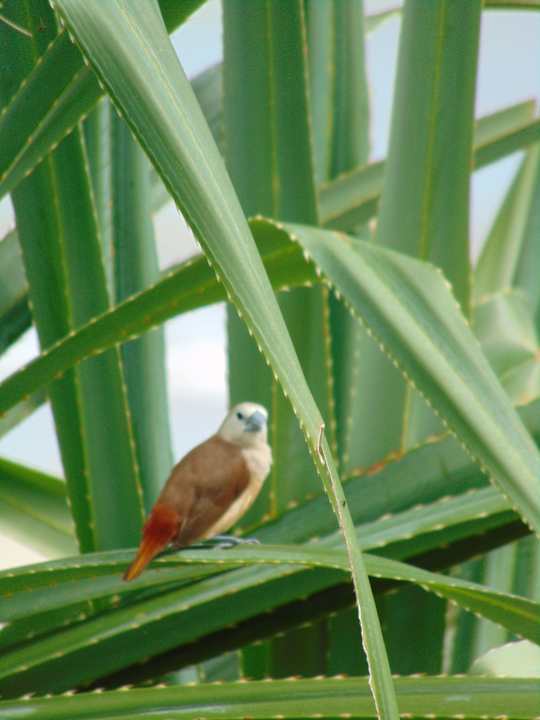 Gartenanlage Amber Lombok Beach Resort