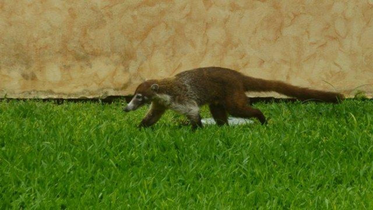 Haustiere Grand Palladium Select White Sand Resort & Spa