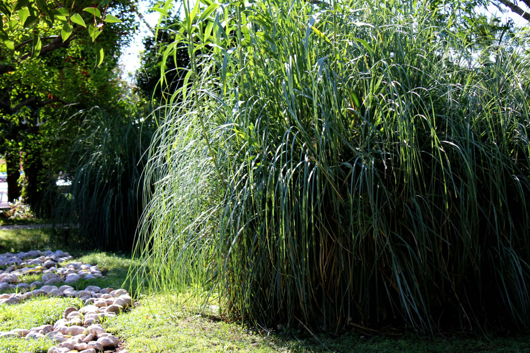 Все зелено Belconti Resort Hotel