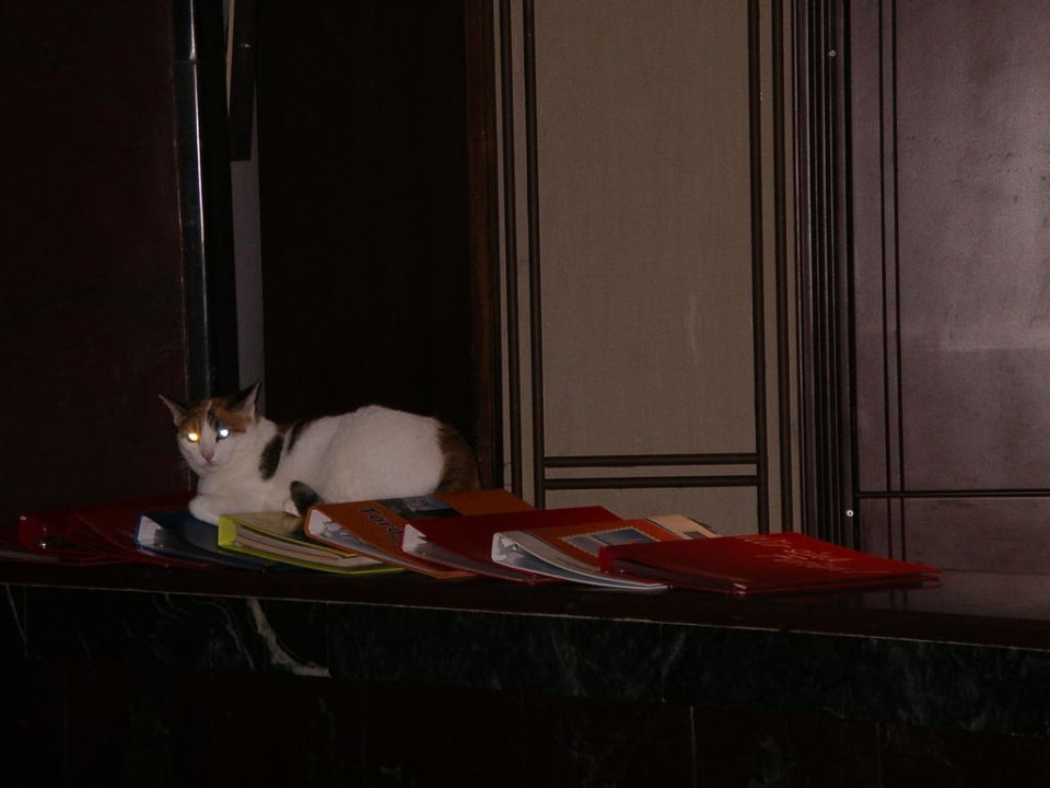 Wachkatze bei der Rezeption Club Hotel Mirabell