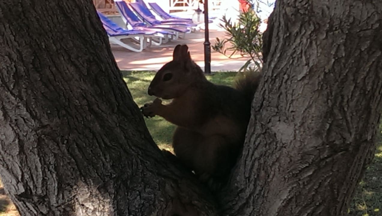 Eichhörnchen! Kustur Club Holiday Village