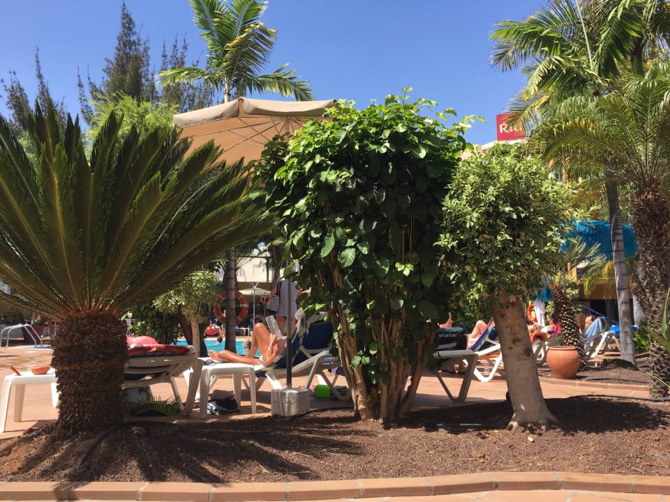 Pool BLUESEA Jandia Luz