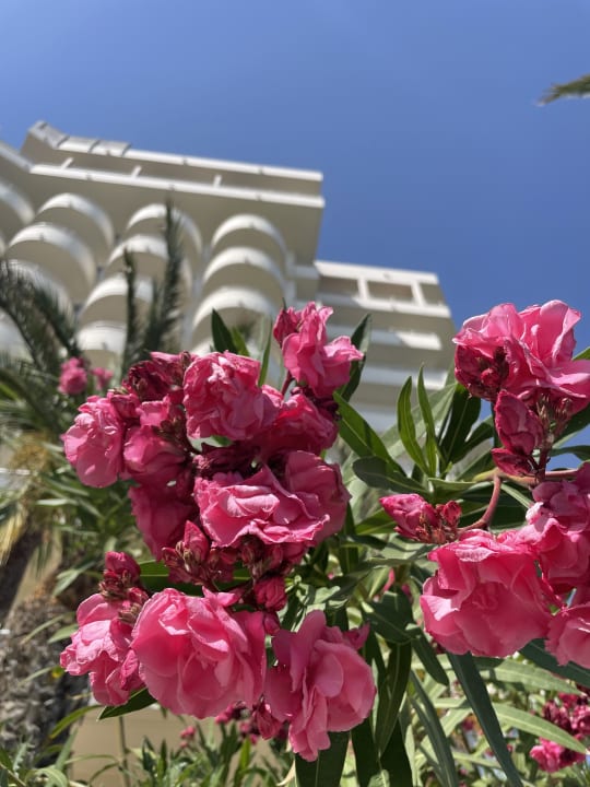 Gartenanlage Pegasos Deluxe Beach Hotel