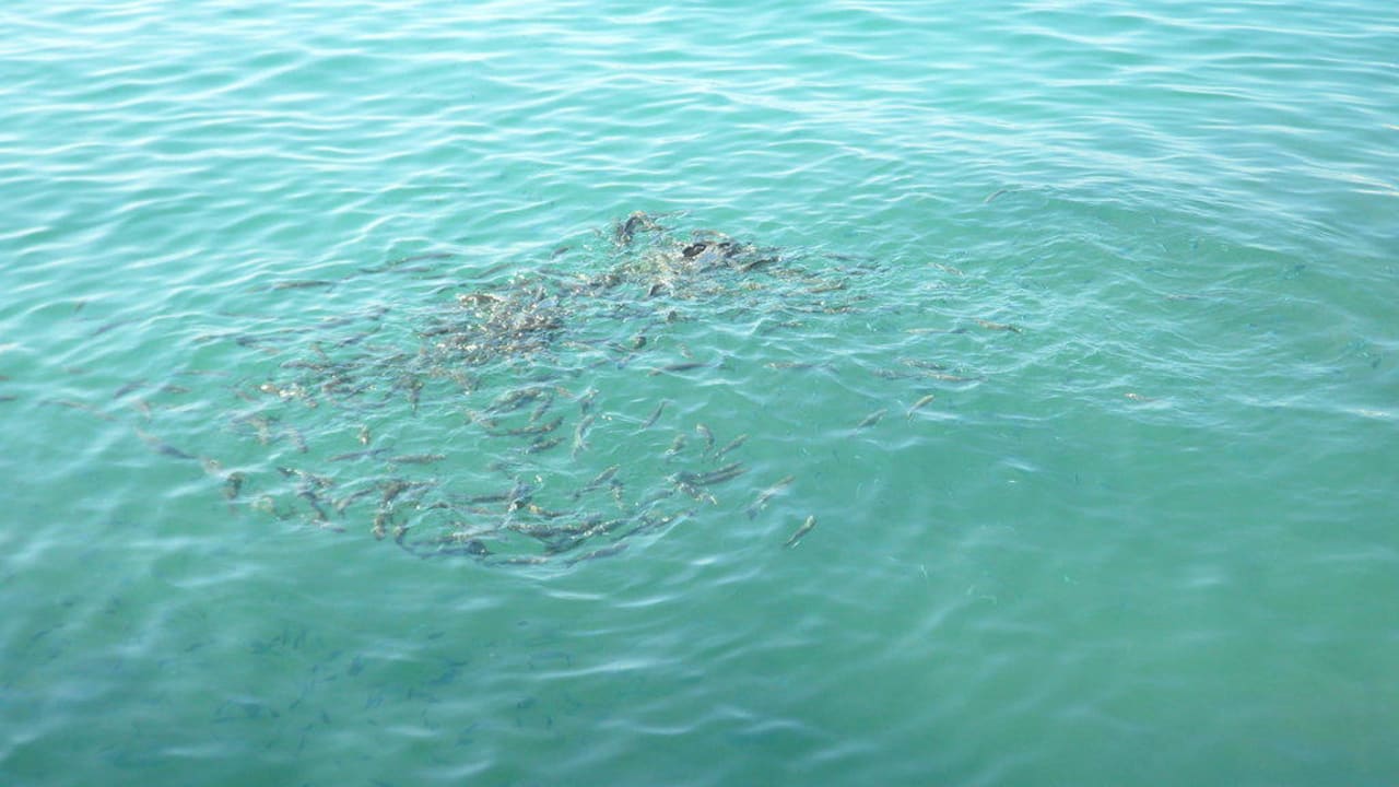 Fische Hotel Orfeus Park