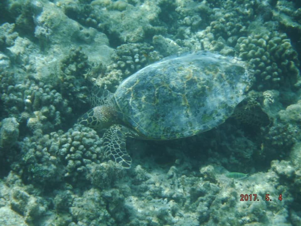 Strand Gangehi Island Resort