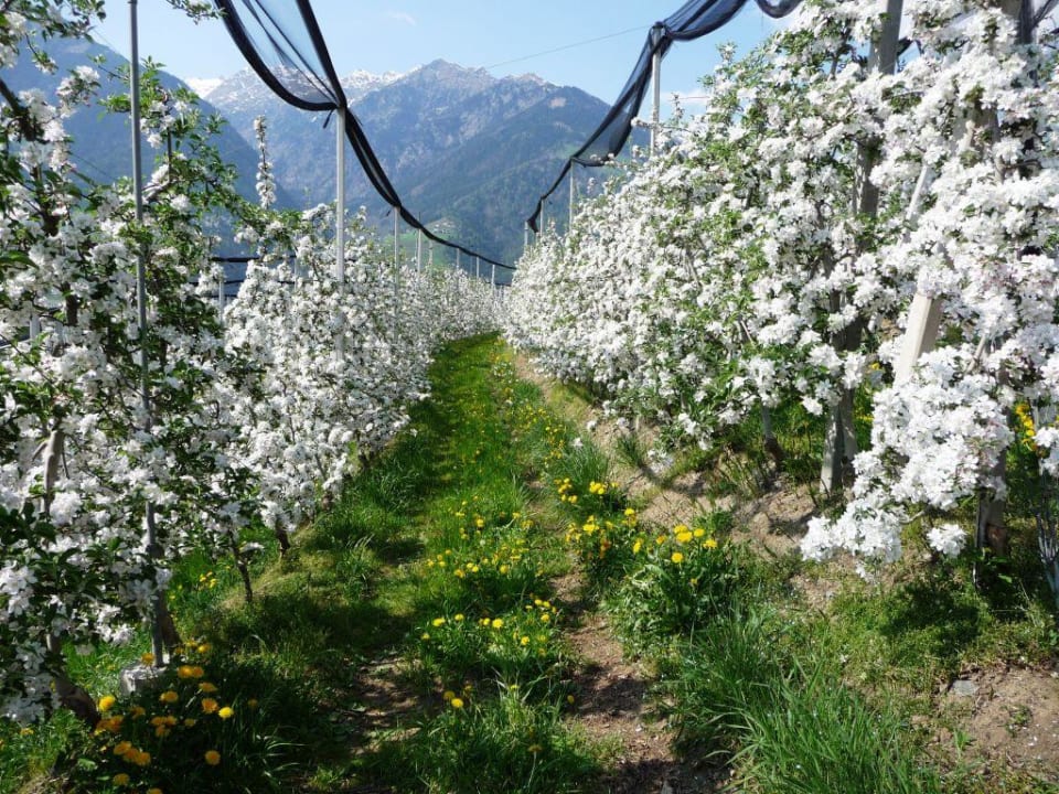 Apfelblüte am Hotel Hotel Burggräflerhof