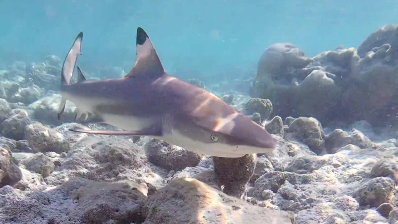 Strand Vilamendhoo Island Resort & Spa