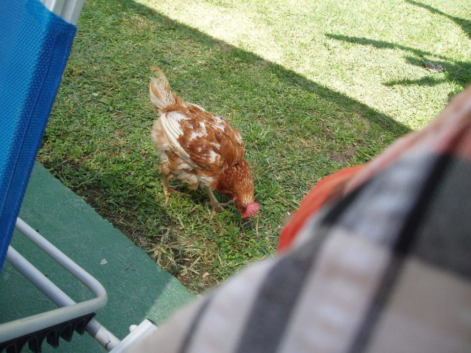 Huhn an Pool Hotel Golden Odyssey