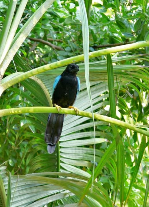 Fauna  Hotel Riu Tequila