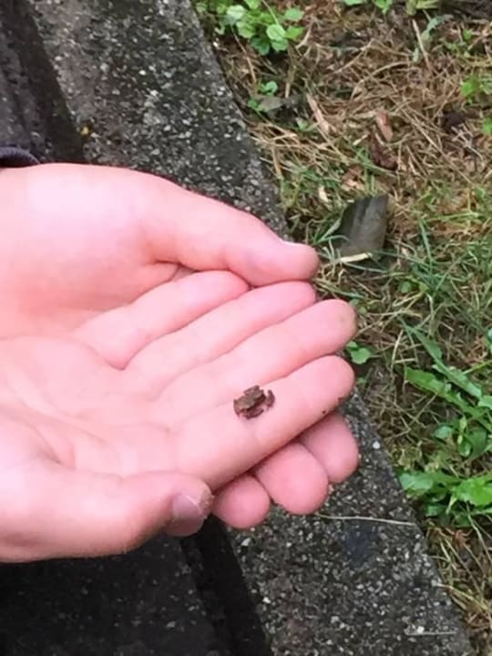Minifrosch Feriendorf am Maltschacher See