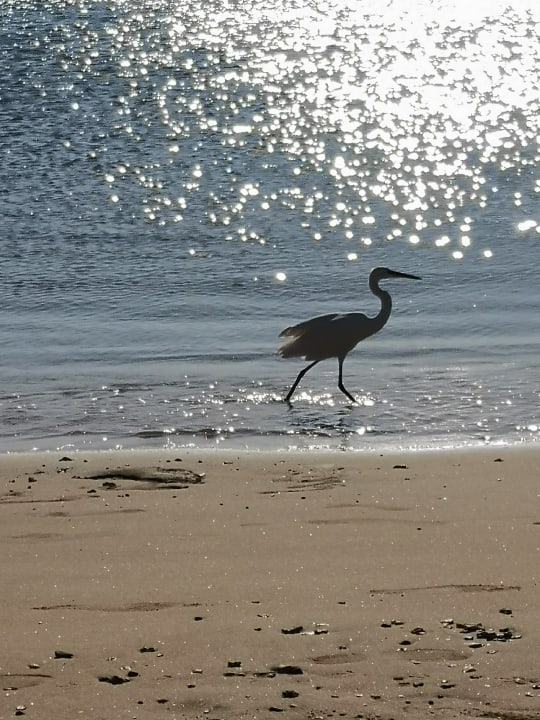 Strand Old Palace Resort Sahl Hasheesh