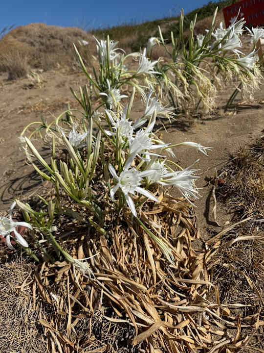 Sonstiges allsun Hotel Carolina Mare