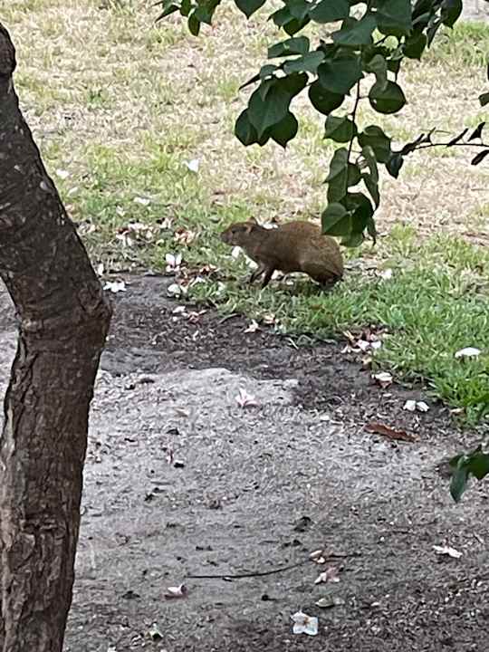 Gartenanlage Akumal Bay Beach & Wellness Resort