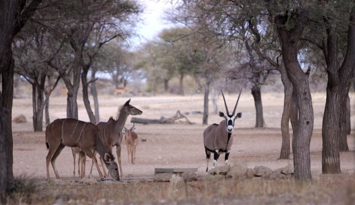 Wild am Wasserloch 40Meter vom Bungalow Onduruquea Onduruquea Guestfarm