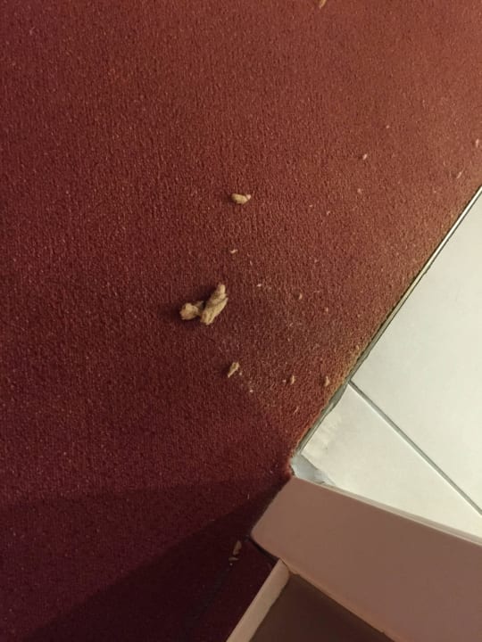 Fussel auf dem Teppichboden beim Öffnen des Bades Hotel Wyndham Garden Quedlinburg Stadtschloss