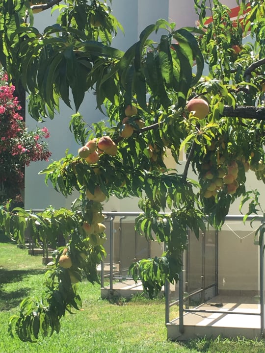 Gartenanlage Iberostar Waves Bellevue