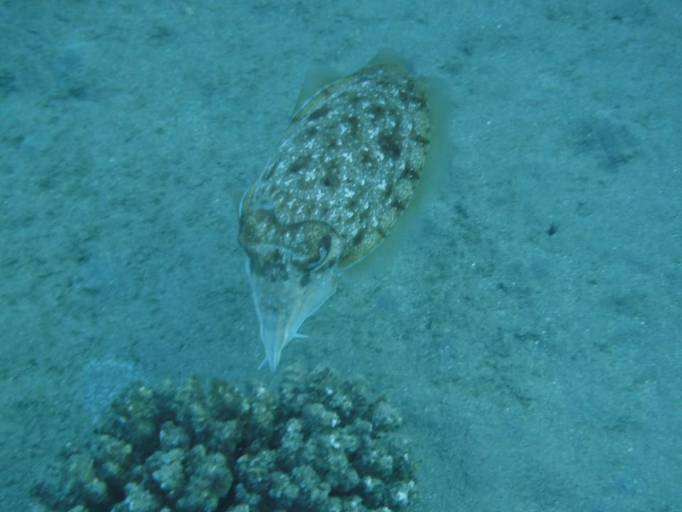 Strand Malikia Resort Abu Dabbab