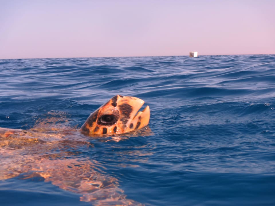 Schildkröte beim Auftauchen Makadi Palace