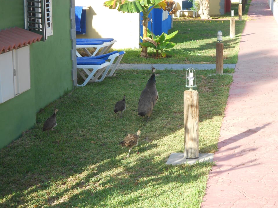 Familie Pfau HL Miraflor Suites Hotel