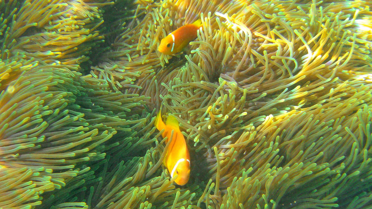 Die Unterwasserwelt am Hausriff Summer Island Maldives