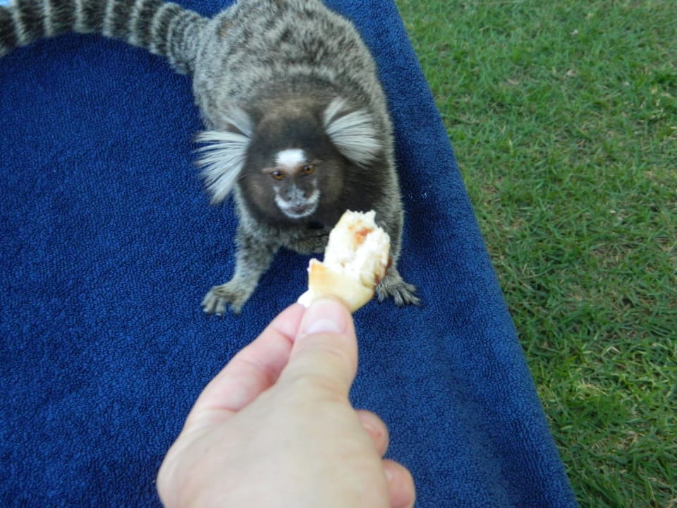 Mitesser Hotel Porto Zarpa