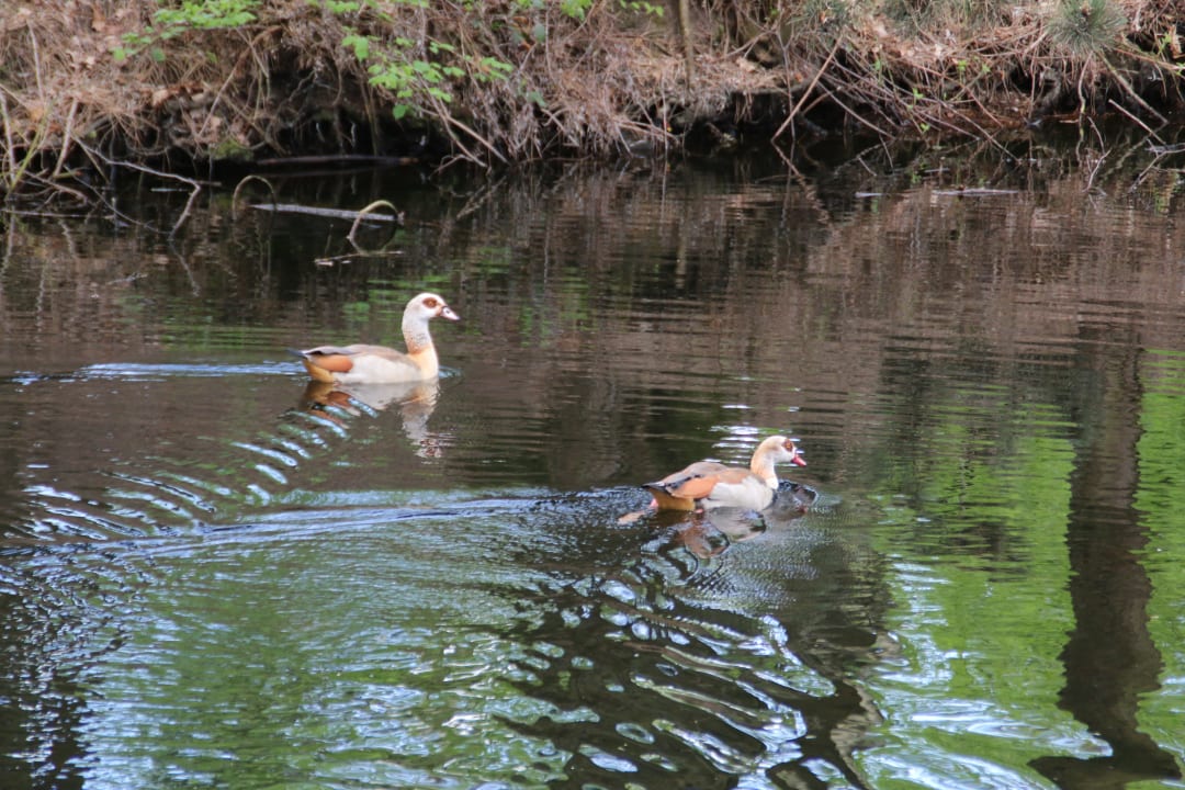 Gartenanlage Center Parcs De Kempervennen