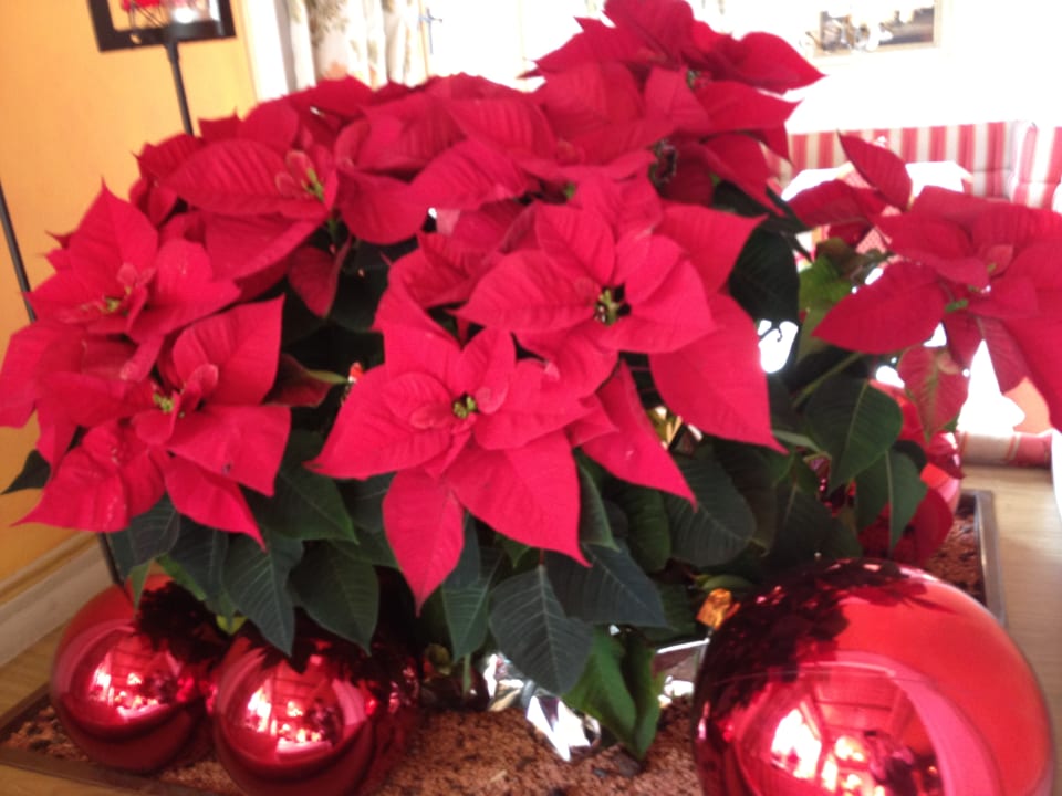 Gastro Hotel Ferienparadies Lerch